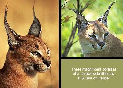 African Lynx | African Animals | Caracal | Wildlife . | Wild  Life in Safari