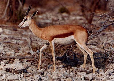 Springbok | African Animals | Springbuck | Antelope | Wildlife .  | Wild Life in Safari
