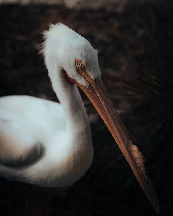 Abdim’s Stork