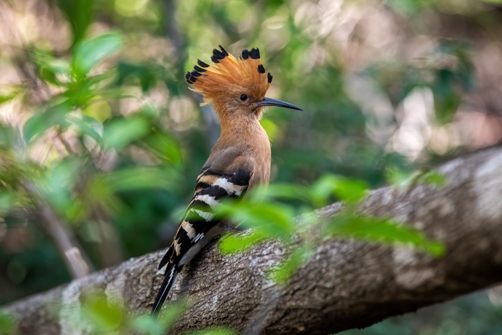African Hoopoe Facts