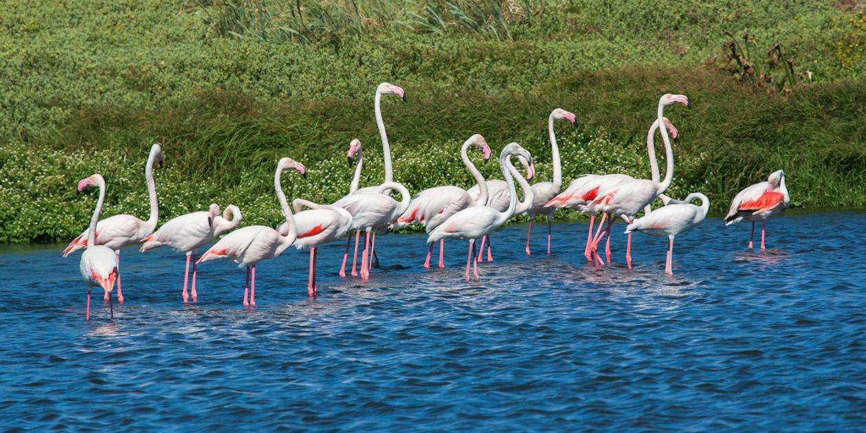All You Need to Know About Greater Flamingos