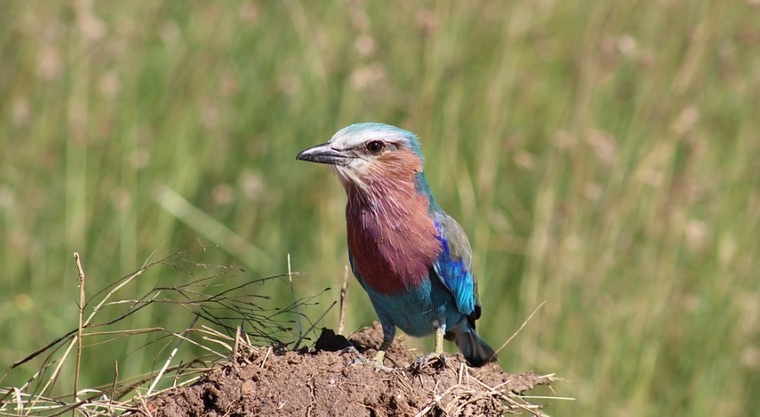BIRD WATCHING IN SOUTHERN AFRICA
