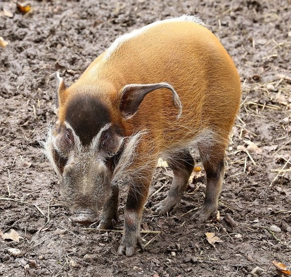 BUSHPIG - Potamochoerus porcus