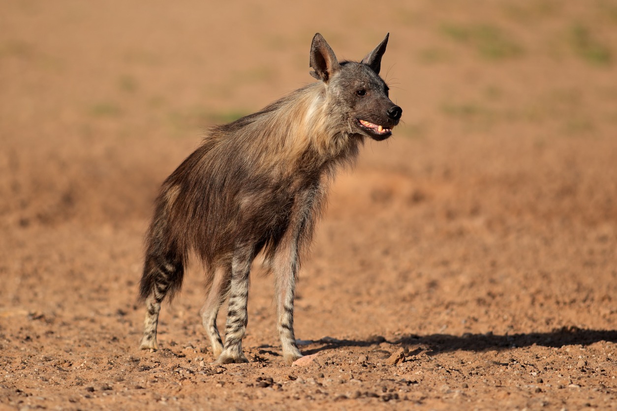 Brown Hyaena Facts
