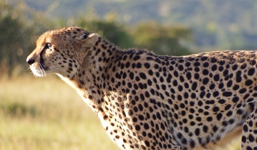 Cheetah | African Animals | Preditors | Wildlife . | Wild Life  in Safari