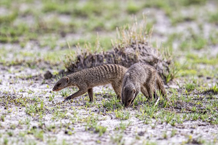 Facts About Banded Mongoose