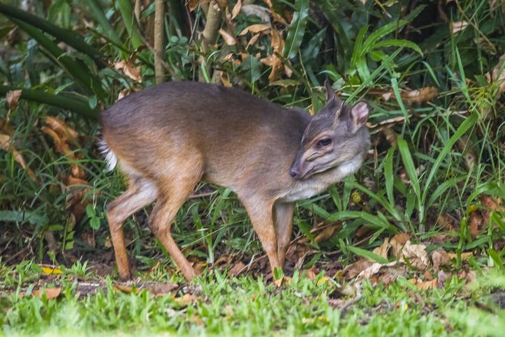 Facts About Blue Duiker