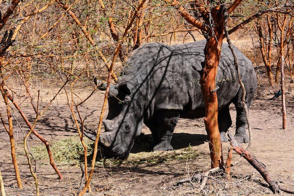 Facts You Should Know About the Black Rhinoceros