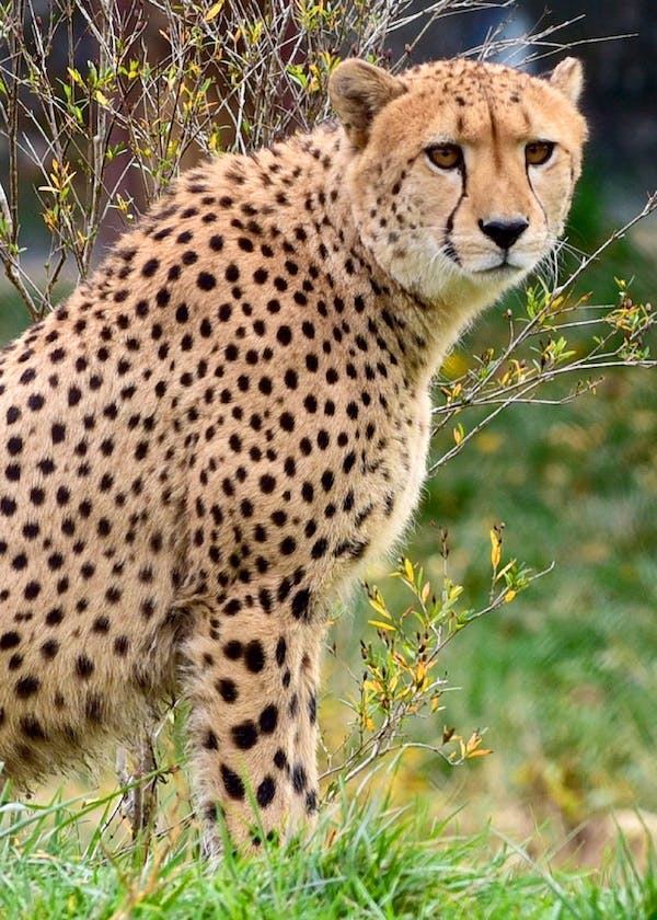 Fascinating Facts About Cheetah