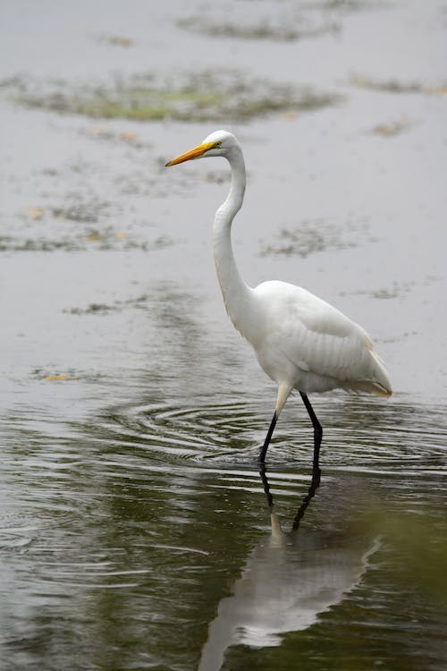 Fascinating Facts about the Great White Egret