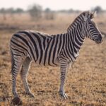 Fascinating Information About the Burchell’s Zebra