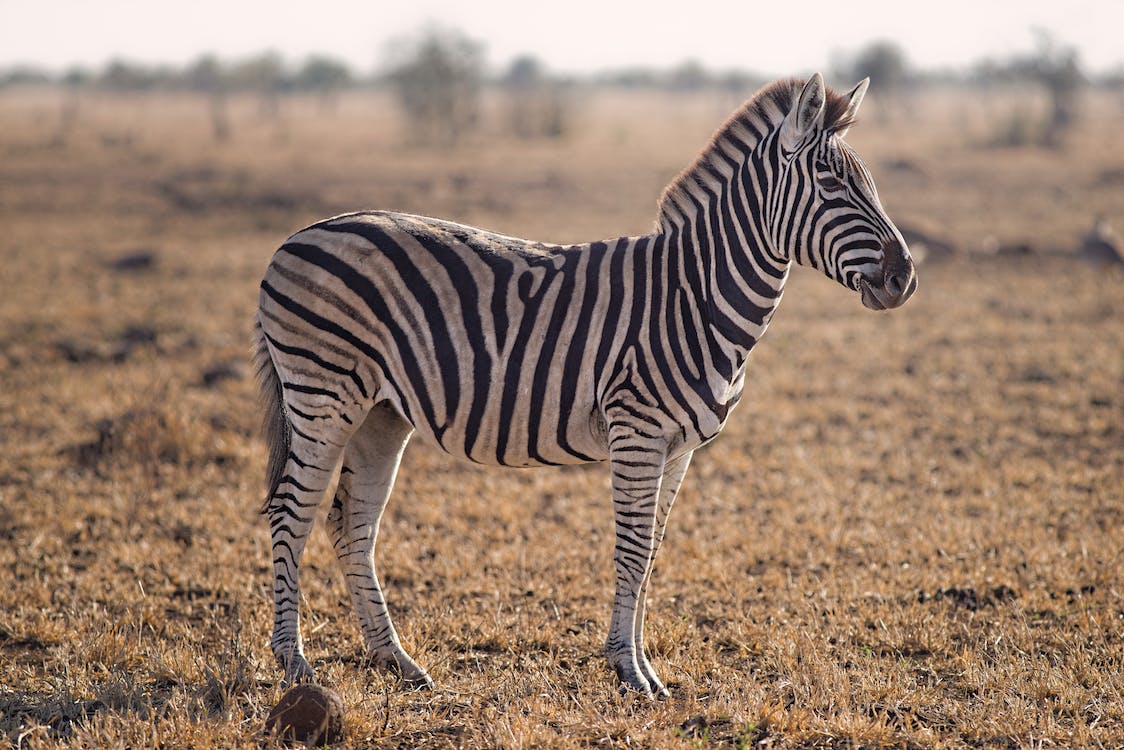Fascinating Information About the Burchell’s Zebra