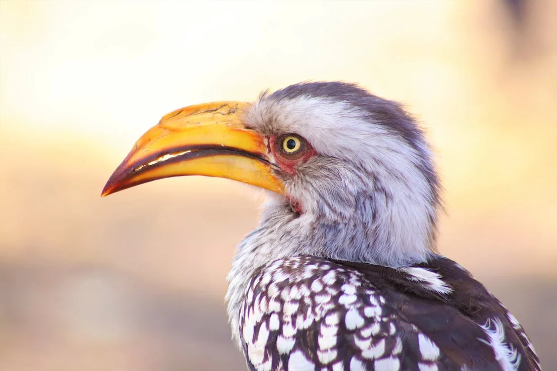 Fun Facts About Botswana Birds