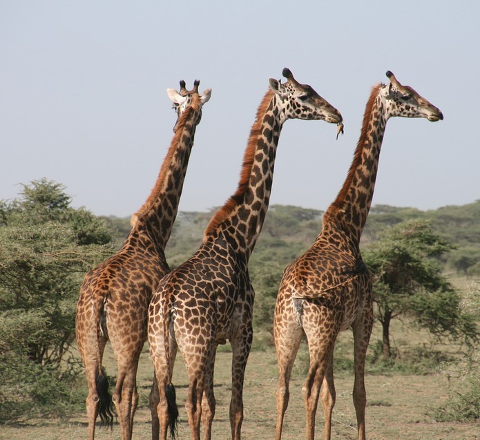 GIRAFFE - Giraffa camelopordalis