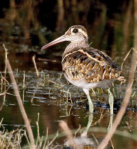 Greater Painted Snipe -Rostratula benghalensis
