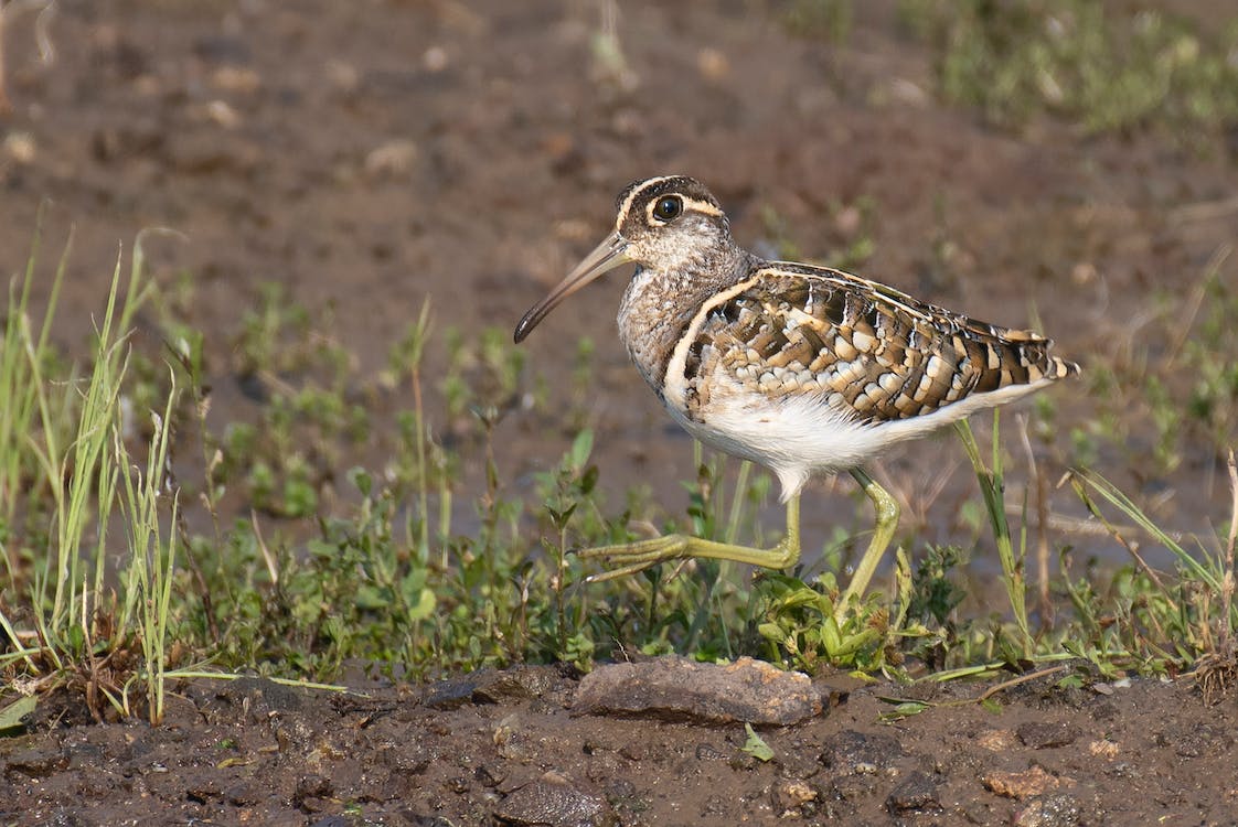 Greater Painted Snipe