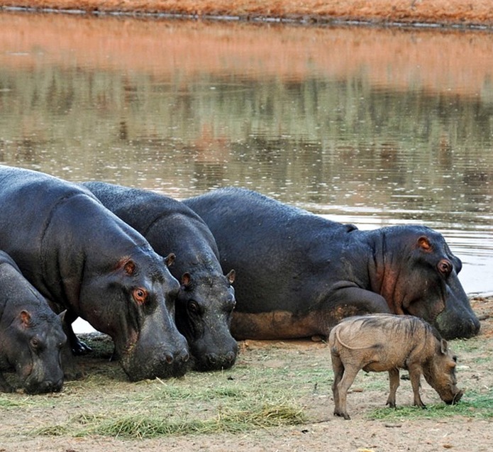 Hippo | African Animals | Hippopotamus | Wildlife . | Wild Life  in Safari