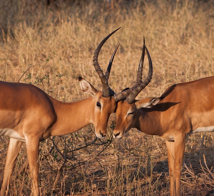 Impala | African Animals | Antelope | Wildlife . | Wild Life in  Safari
