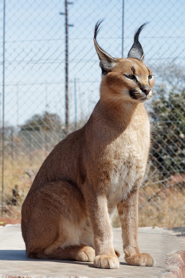 Interesting Facts About Caracal