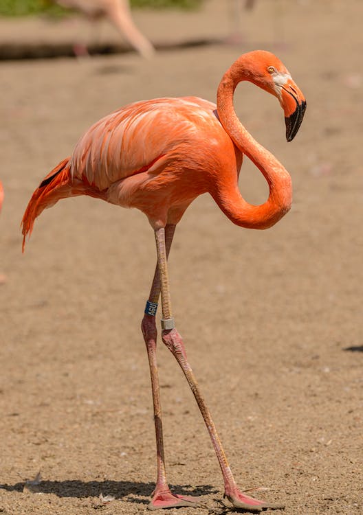 Interesting Facts About Lesser Flamingo
