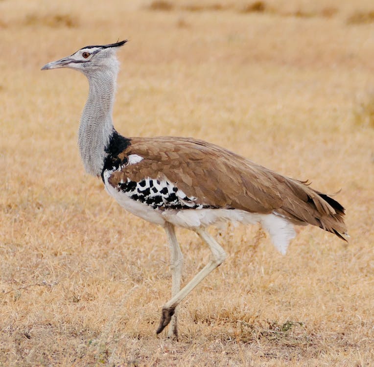 Interesting Facts About The Kori Bustard