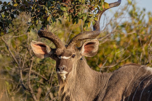 Interesting Facts About the Greater Kudu