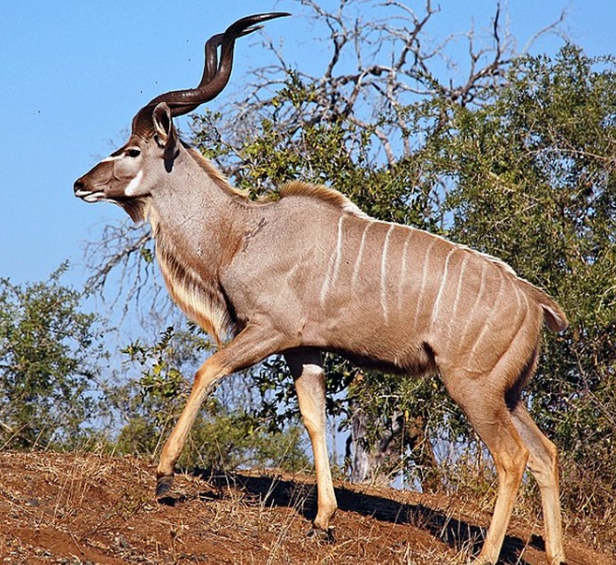 Kudu | African Animals | Antelope | Wildlife . | Wild Life in  Safari