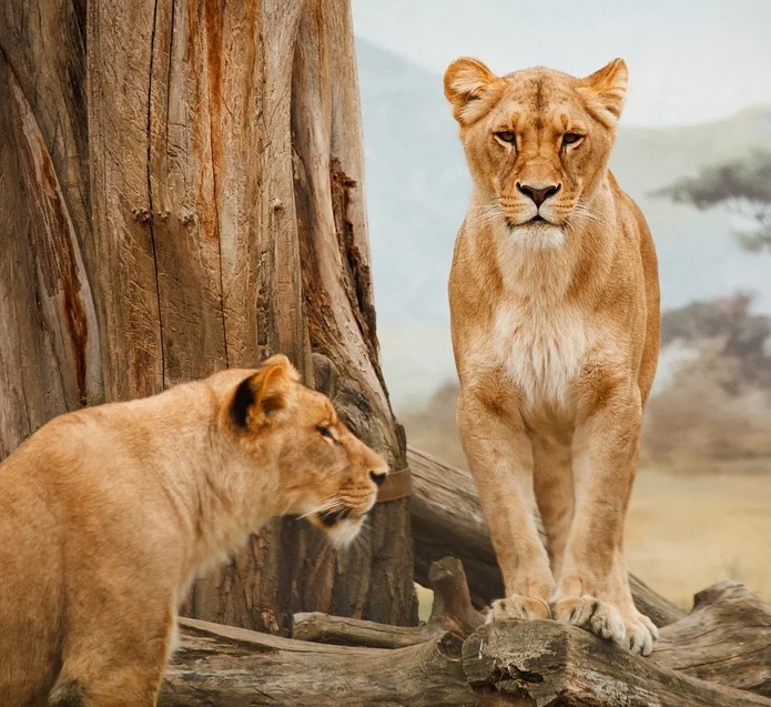 LION - Panthera Leo