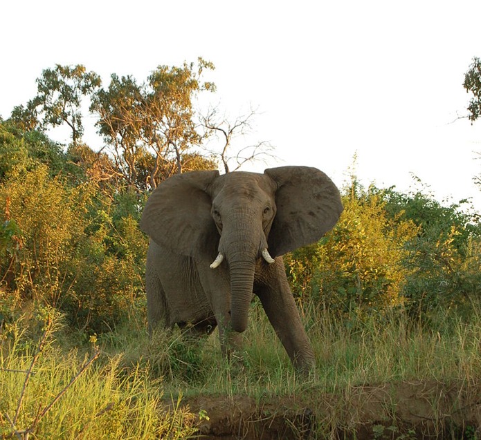 Lower Zambezi Wildlife Safari | Travel Guide, Animals, Birds, Habitats. |  Wild Life in Safari