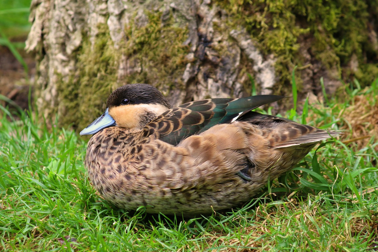 Learn More About Hottentot Teal