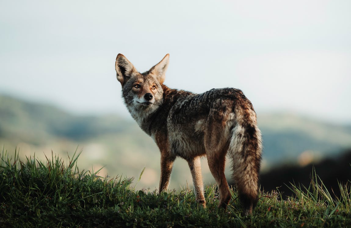 Learn More about Black-backed Jackal