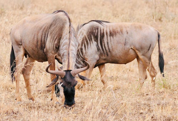 Learn More about Blue Wildebeests