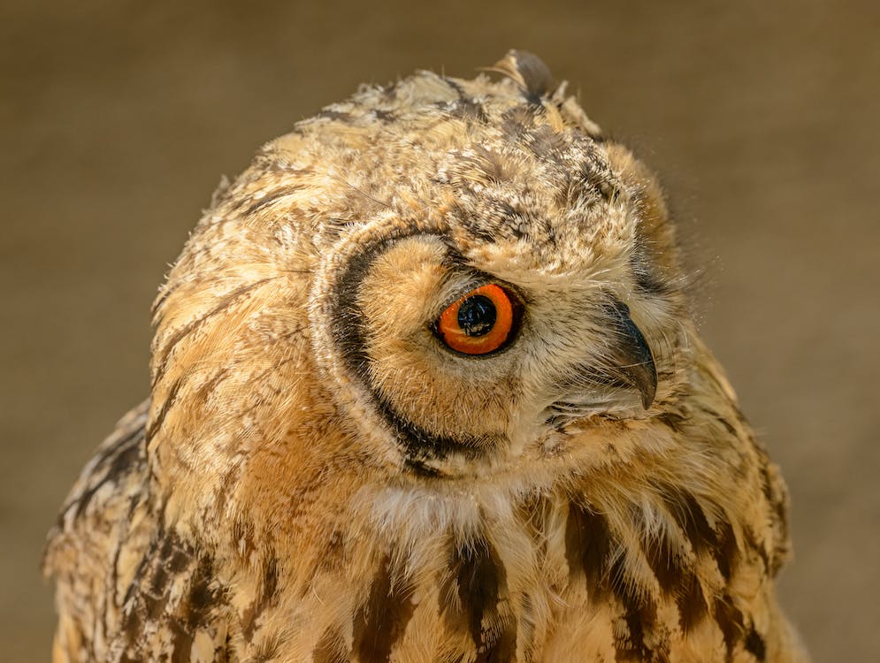 Learn More about Cape Eagle Owls