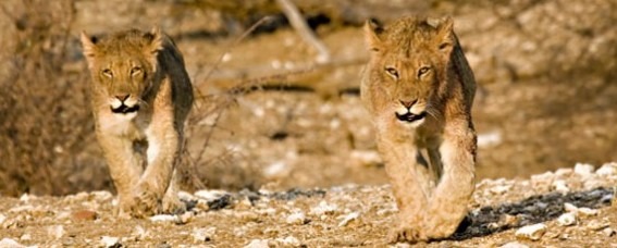 Lions Tuli Block Botswana
