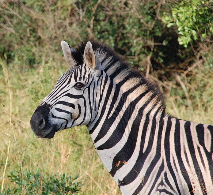 MOUNTAIN ZEBRA - Equus zebra