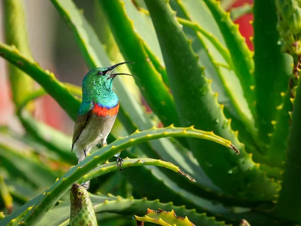 Malachite Sunbird (Nectarinia famosa)