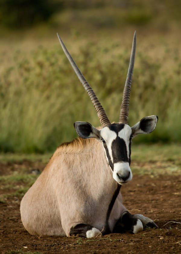 ORYX - Oryx Gazella