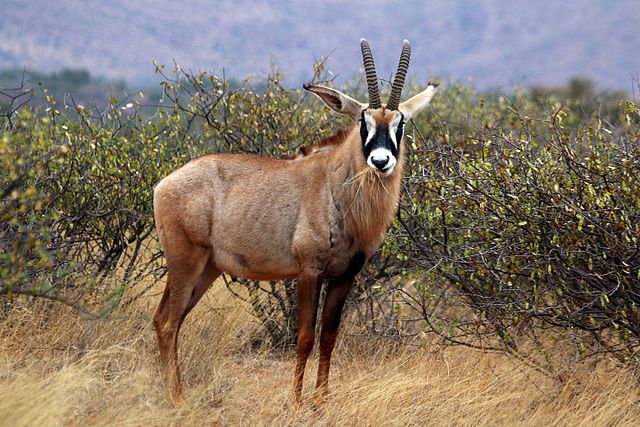Roan | African Animals | Roan Antelope | Wildlife . | Wild Life  in Safari