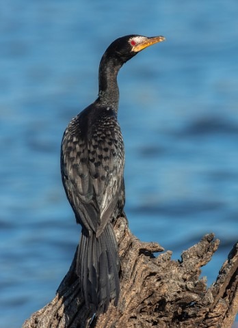 Reed Cormorant