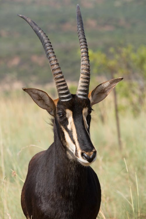 Sable Antelope - South Africa, Kruger National Park - Hippotragus Niger
