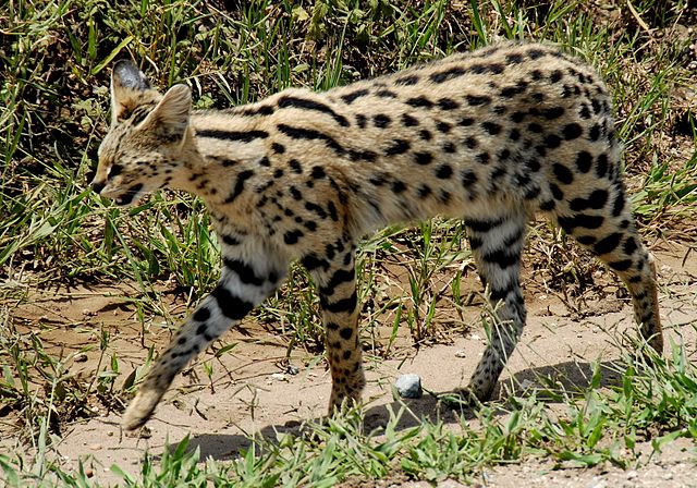 SERVAL – Felis serval