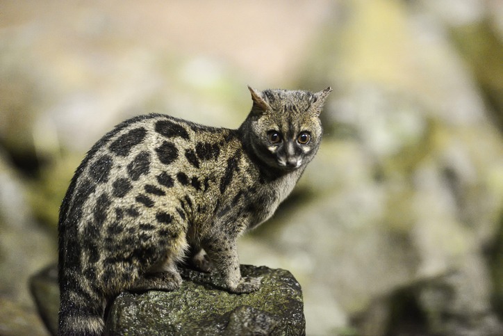 SPOTTED GENET