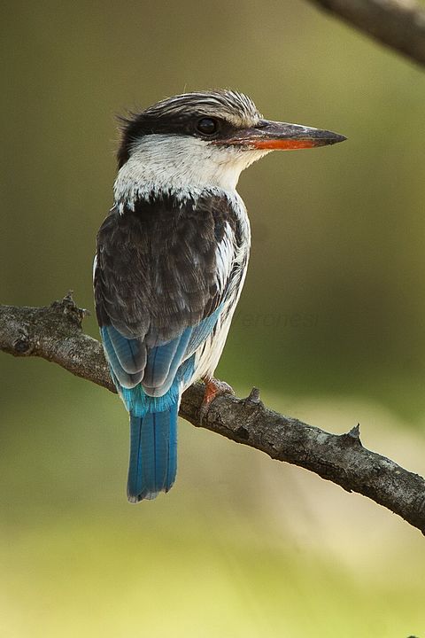 Stripped Kingfisher