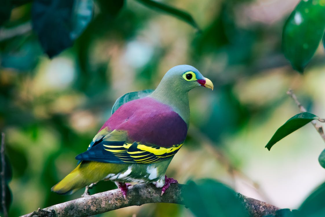 The Different Species of Green Pigeon