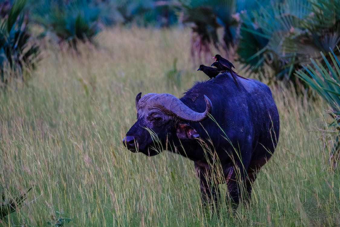 Things You Should Know About Cape Buffalos