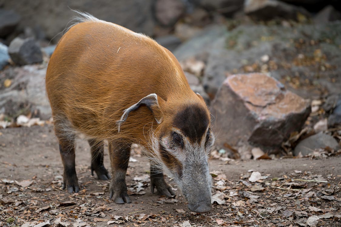 Things to Know About the Bushpig