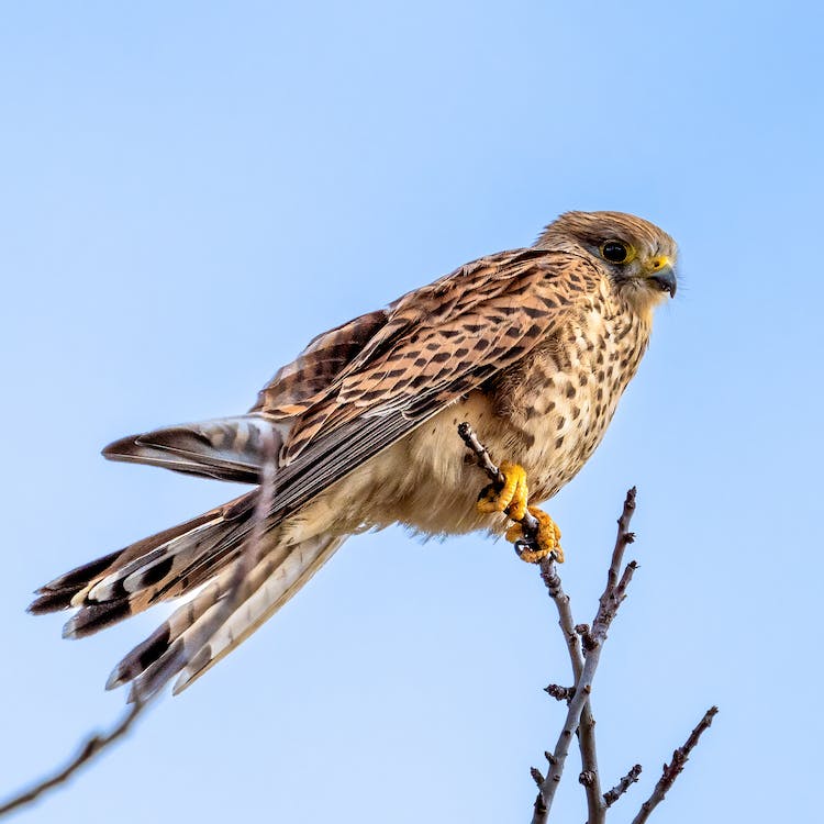 Things to Know About the Greater Kestrel