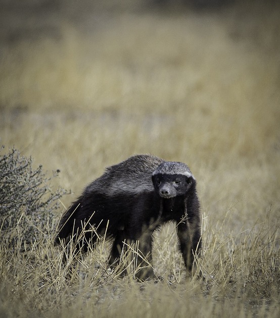 Things to Know About the Honey Badger