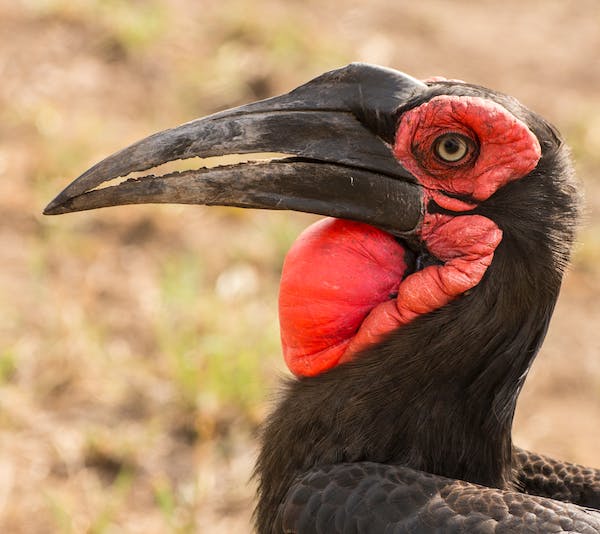 Things to Know About the Southern Ground Hornbill