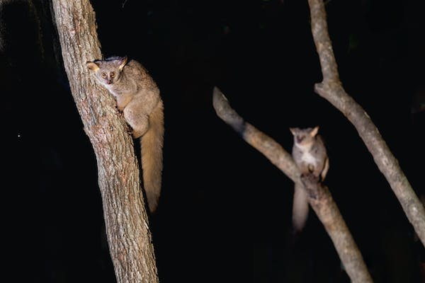 Things to Know About the Thick-tailed Bushbaby